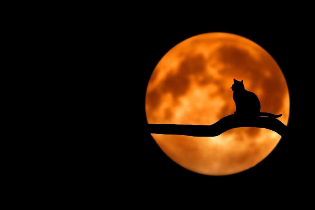 満月に映る猫の猫の影